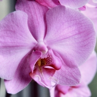 Beautiful Orchid 