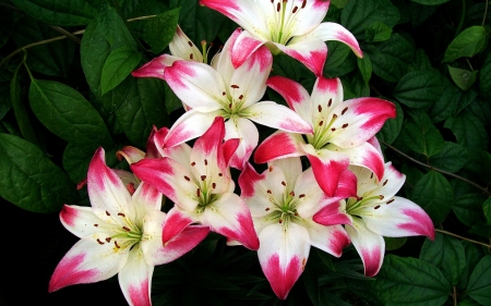 Flowers - white, nature, flower, red