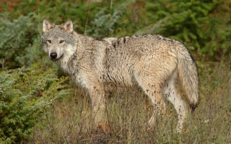 wolf in clearing - canine, dog, forest, wolf