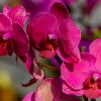 Pink orchids