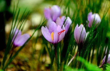 Spring crocuses - flowers, beautiful, spring, grass, freshness, crocus