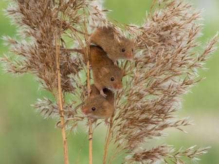 Mice