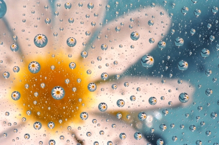 Daisy - white, yellow, blue, water drops, flower, glass