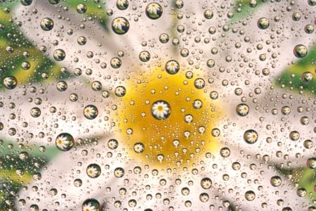 Daisy - water, yellow, daisy, drops, flower, bubble, white, texture, glass