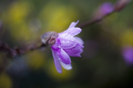 Magnolia - flower, purple, pink, spring, branch, magnolia, green