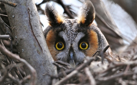 Watchful Eyes - owl, raptor, nature, tree