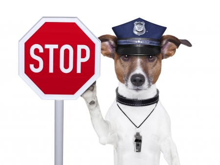 Stop! - jack russell terrier, hat, puppy, stop, funny, police, white, dog, red, animal