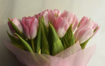 For my dear Welcha - tulip, amazing, flower, pink