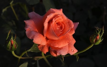 Rose - rose, flower, beautiful, garden