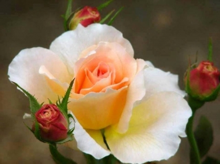 Amazing Rose - amazing, garden, rose, flower