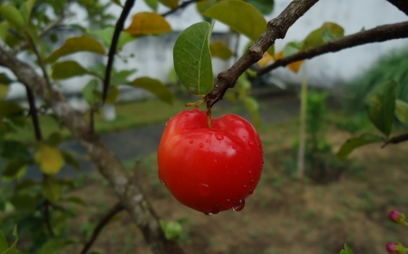 juicy red apple - apple, leaf, fruit, branch