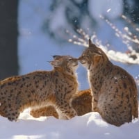 Eurasian Lynx In The Bayarian Forest Nation Park Germany