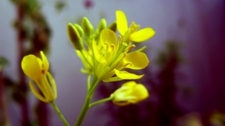 Mustard flower - flower, yellow, bloom, beauty