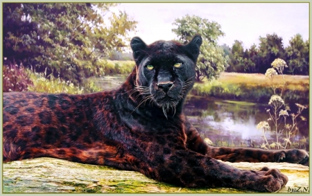 Big cat - animal, nature, big, cat