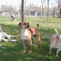 My lovely dogs 2