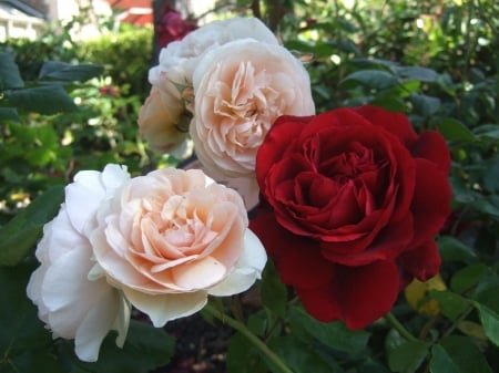 Bunch of Roses - flowers, nature, red, macro, bunch, pink