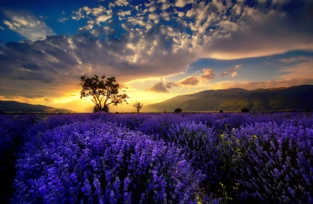 Sunset field - wildflowers, sunset, beautiful, landscape, field, sky