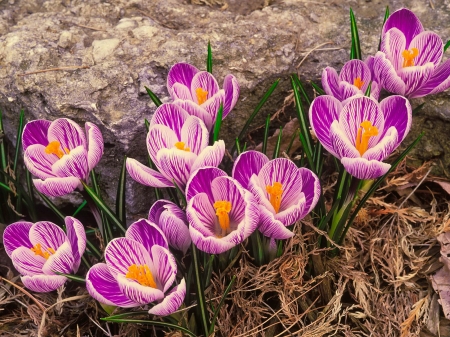 Spring flowers - flowers, pretty, crocuses, beautiful, spring, freshness