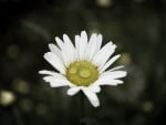 Daisy