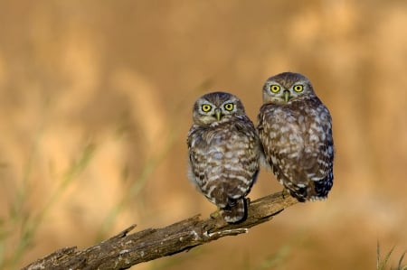 Owls - wildlife, resting, watchful, raptor