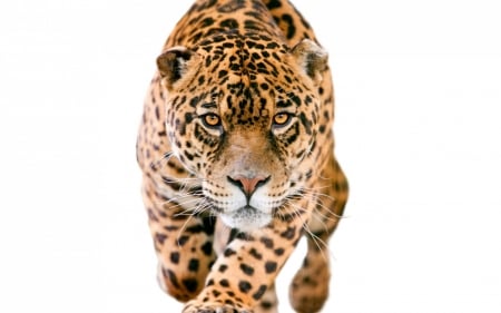 Jaguar - white, animal, close-up, jaguar