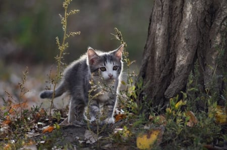 Curious Kitty - nature, trees, forest, excursion, kitten