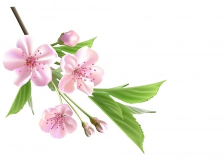 Happy spring! - sakura, blossom, cherry, spring, flower, pink, white, green, card