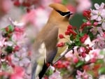 Cardinal among flowers