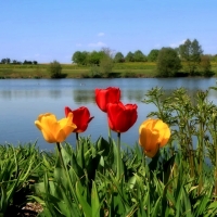 Tulips by the Lake