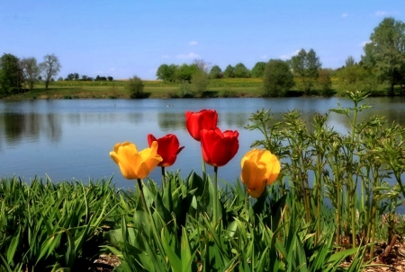 Tulips by the Lake - nature, tulips, lake, flowers