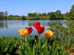 Tulips by the Lake