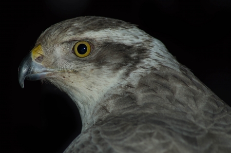 Jayne - wildlife, photography, beautiful, falcon, pentax, bird