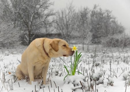 Mmmm, so beautiful smell of spring - snow, dog, spring, cute flower