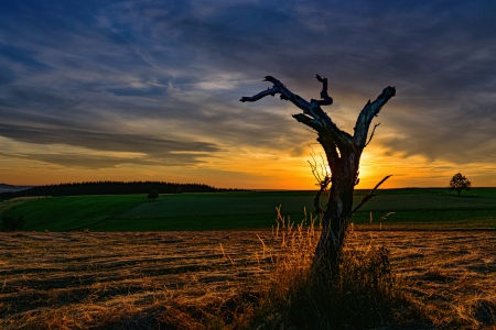 Fields - sky, landscape, clouds, tree, sunset