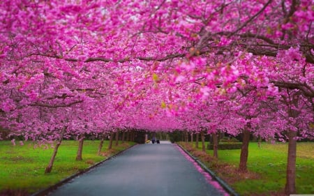 Spring - nature, season, trees, spring