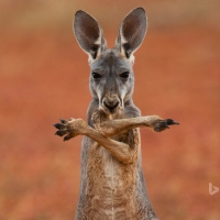 A Red Kangaroo In The Sturt Stony Desert Australia