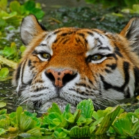 A Siberian Tiger Takes A Swim At The Antwerp Zoo in Belguim