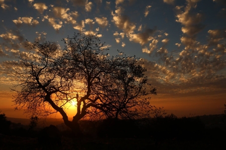 Beautiful Sunset - sky, landscape, clouds, trees, sunset, nature