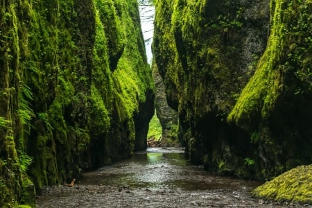 Green Gorge - water, green, plants, gorge, dark