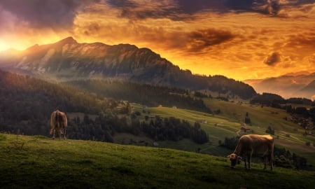 Colorful Sunset - clouds, landscape, mountains, sky, cows