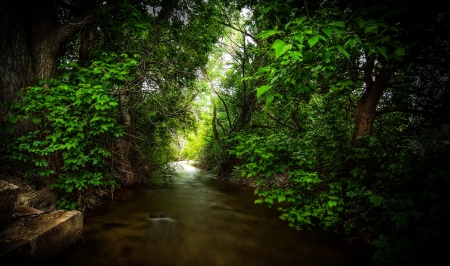 forest river - lake, woods, forest, river, water