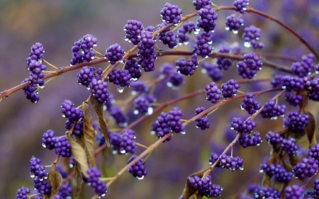 Wonderful Purple - flower, purple, tree, amazing