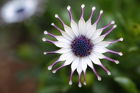 Amazing Flower - white, flower, purple, amazing