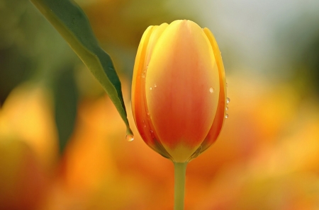 To my dear Welcha - flower, yellow, friend, tulip