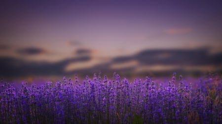 Purple World - fields, purple, amazing, flowers