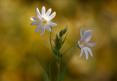 Wild Flowers - beautiful, white, flower, wild