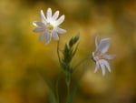 Wild Flowers