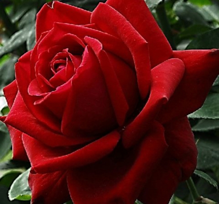 Lovely Red Rose - flowers, nature, red, macro, rose, petals, closeup