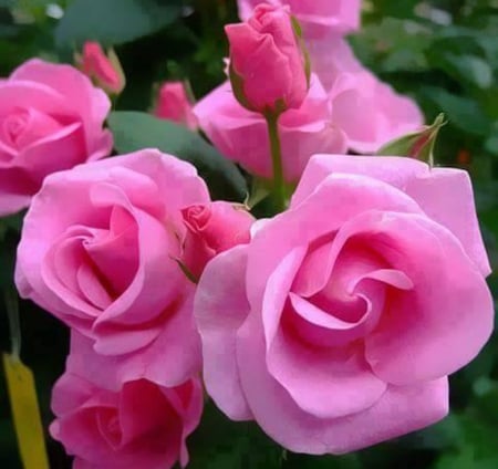 Pink Roses - nature, buds, macro, pink, flowers, rose