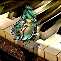 Butterfly on Piano